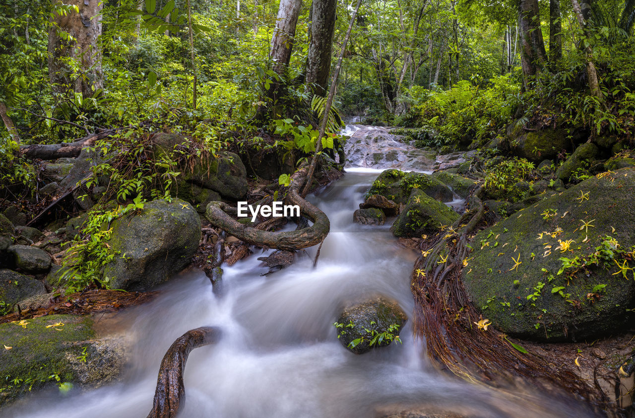 Dense forest ii kedah - malaysia