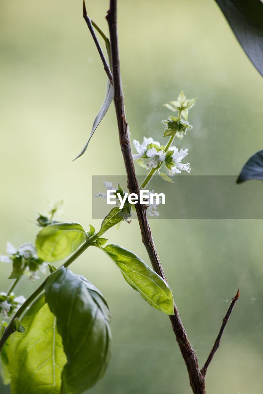 CLOSE-UP OF FLOWERING PLANT AGAINST BLURRED BACKGROUND