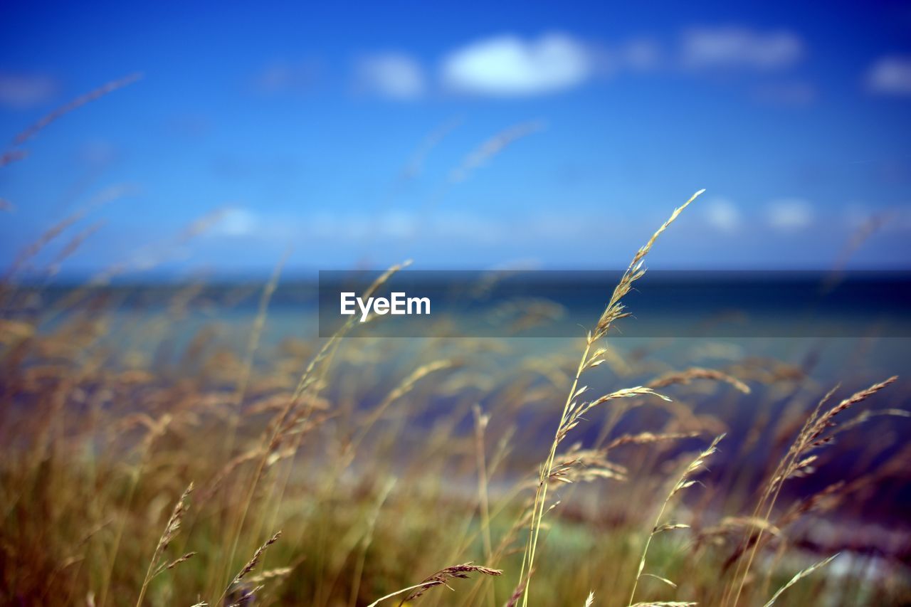 Close-up of grass on field against sea