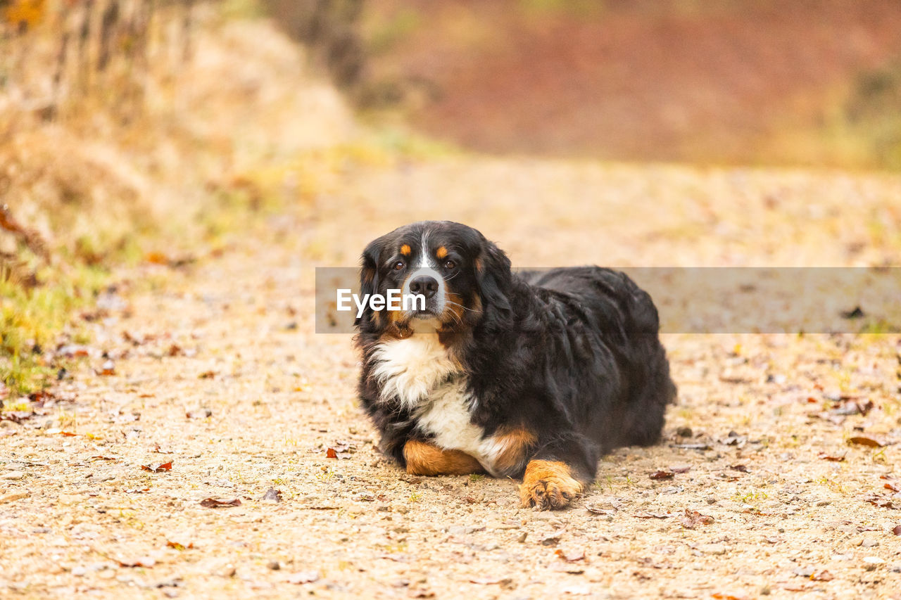 PORTRAIT OF DOG LYING ON FIELD