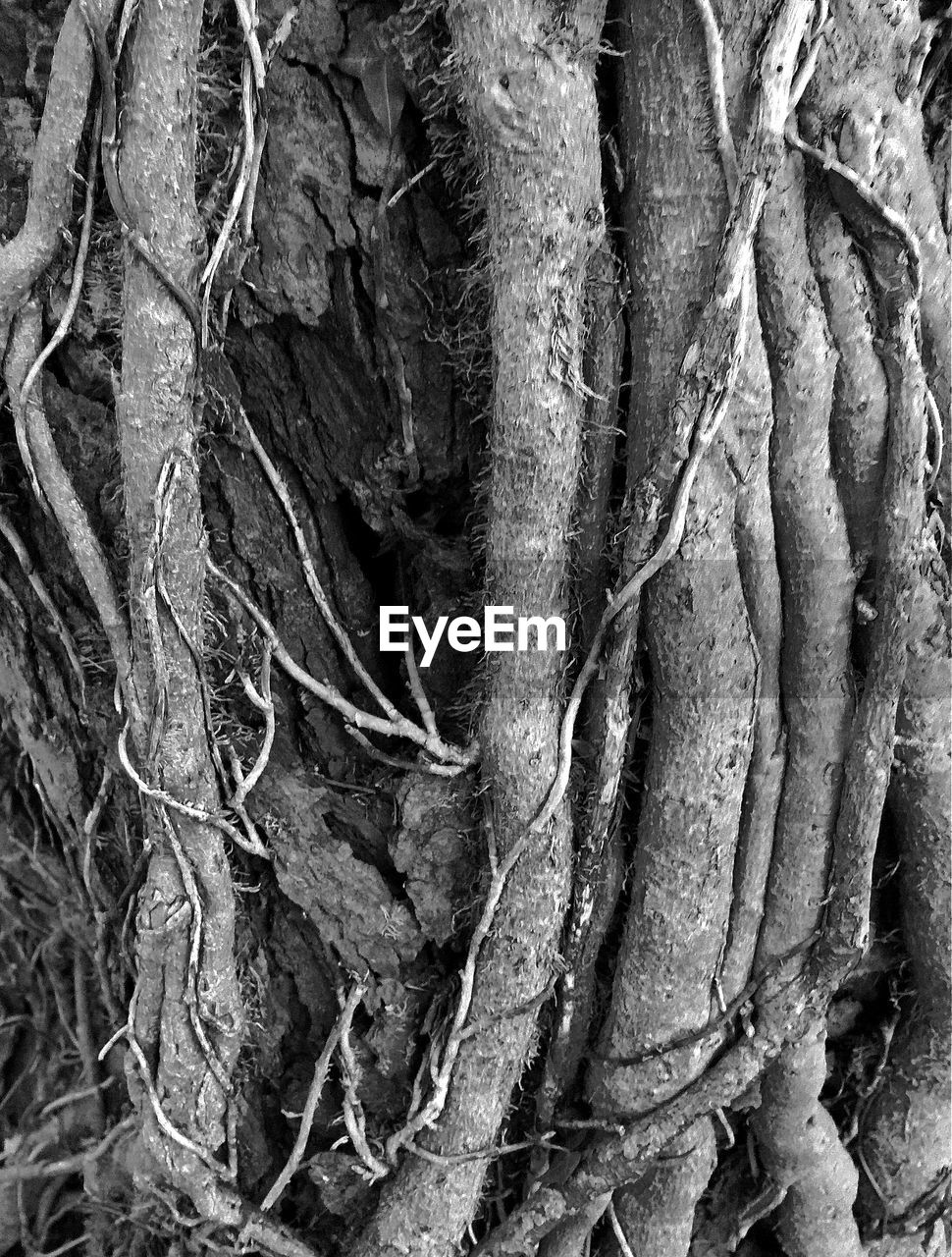 Full frame shot of roots