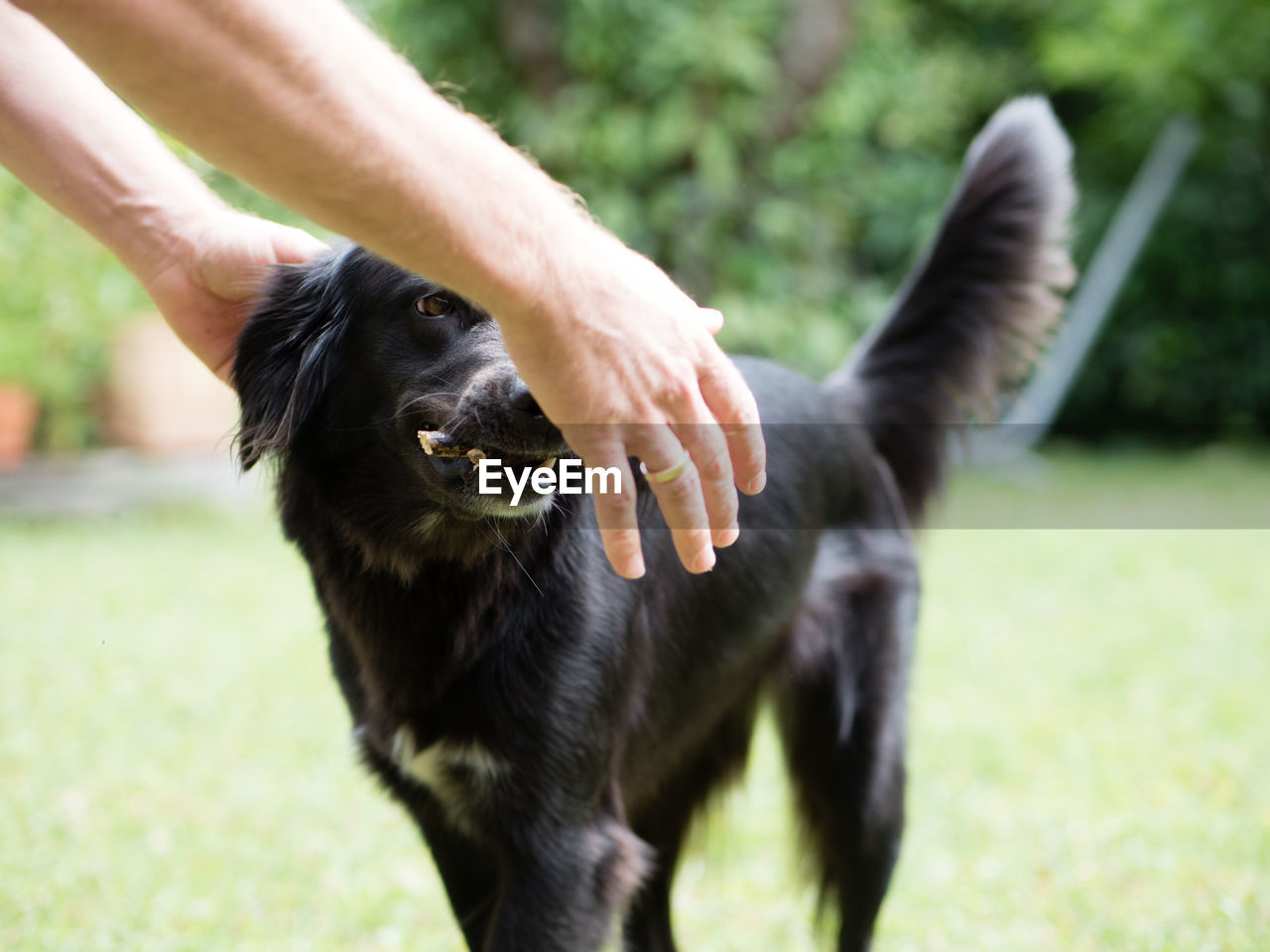 CLOSE-UP OF DOG ON FIELD