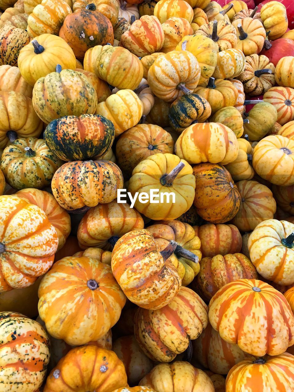 Full frame shot of pumpkins