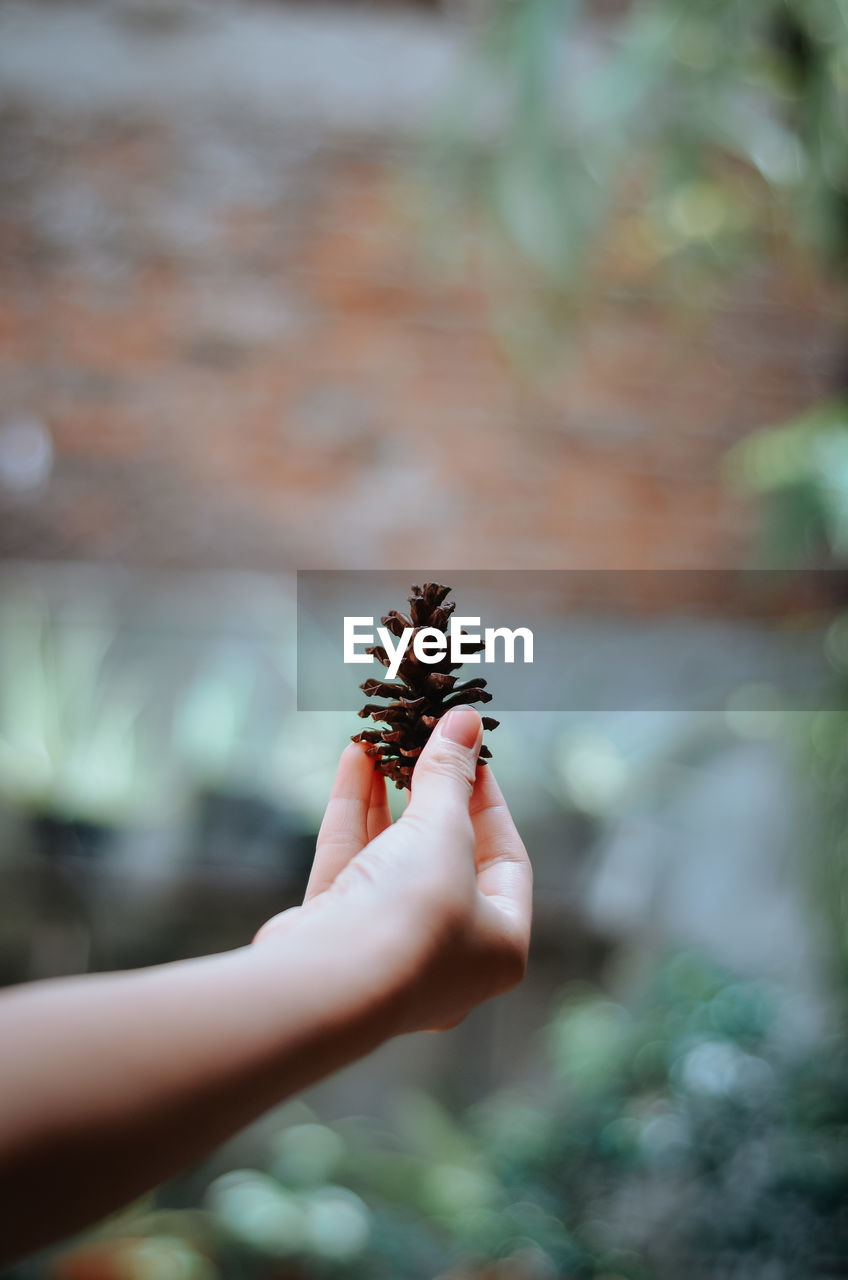 leaf, nature, hand, green, one person, flower, holding, tree, plant, close-up, spring, autumn, day, focus on foreground, macro photography, outdoors, conifer cone, grass, sunlight, women, beauty in nature, adult, pinaceae, environment, growth, coniferous tree, selective focus