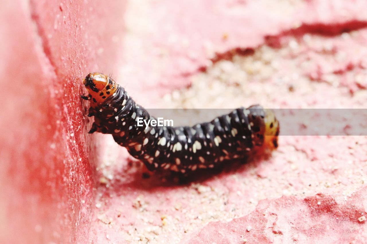 CLOSE-UP OF LADYBUG INSECT