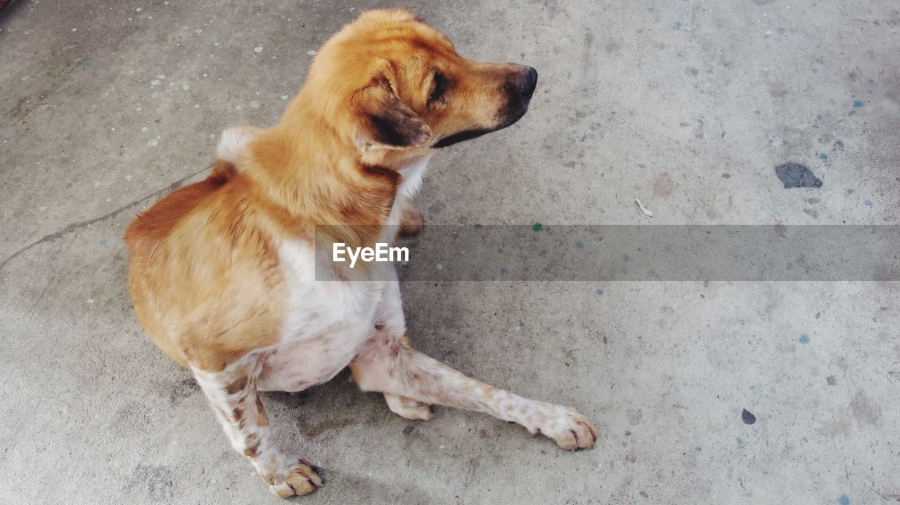 High angle view of dog on footpath