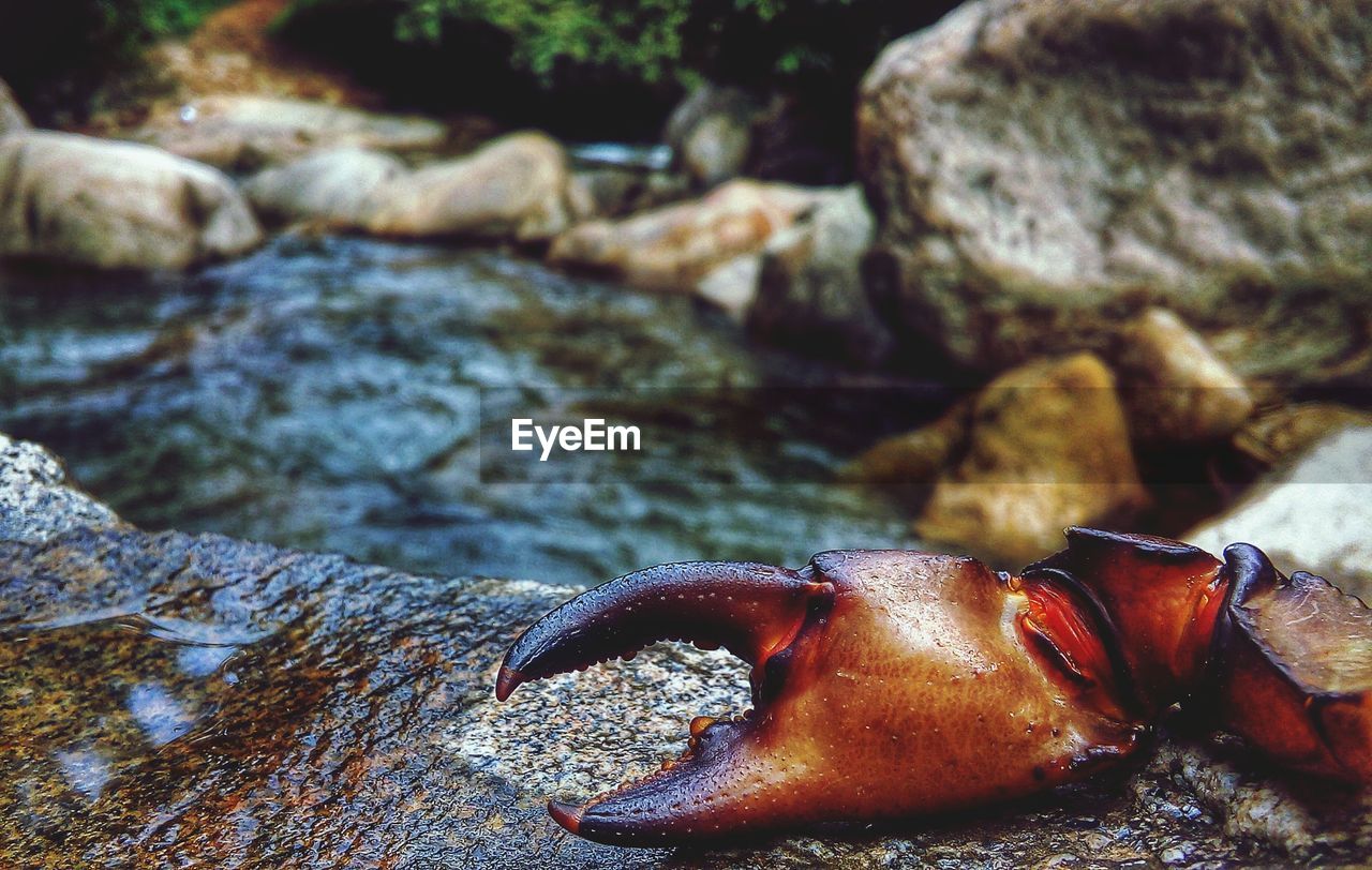 River crab dominant hand . kerala, southern india 