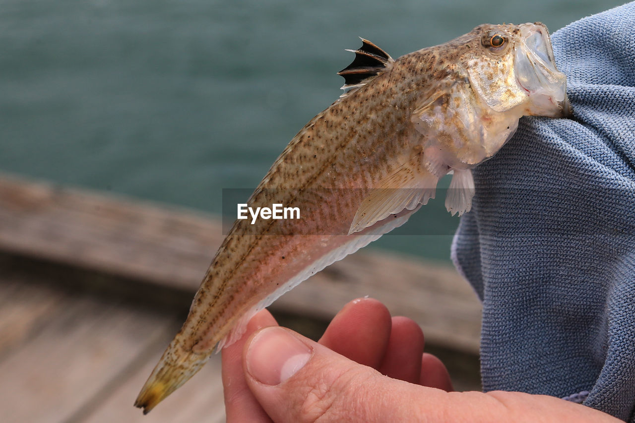 CLOSE-UP OF HAND HOLDING DEAD FISH OUTDOORS