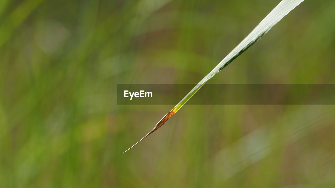 CLOSE-UP OF SNAKE ON GRASS