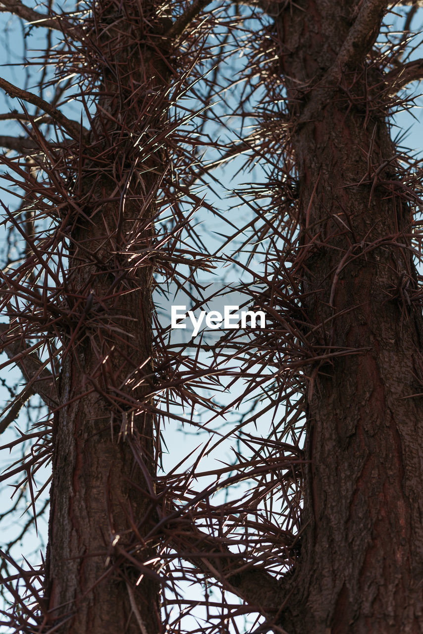 Acacia torns