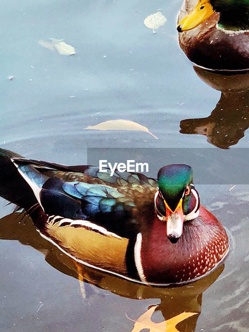 CLOSE-UP OF DUCKS SWIMMING IN LAKE