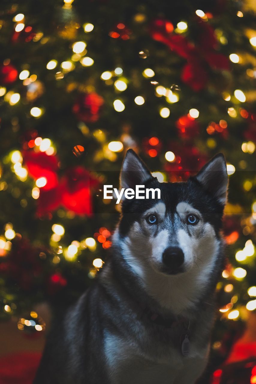PORTRAIT OF DOG ON ILLUMINATED CHRISTMAS TREE
