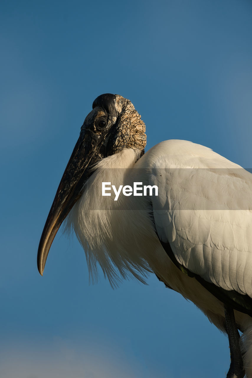 Low angle view of bird