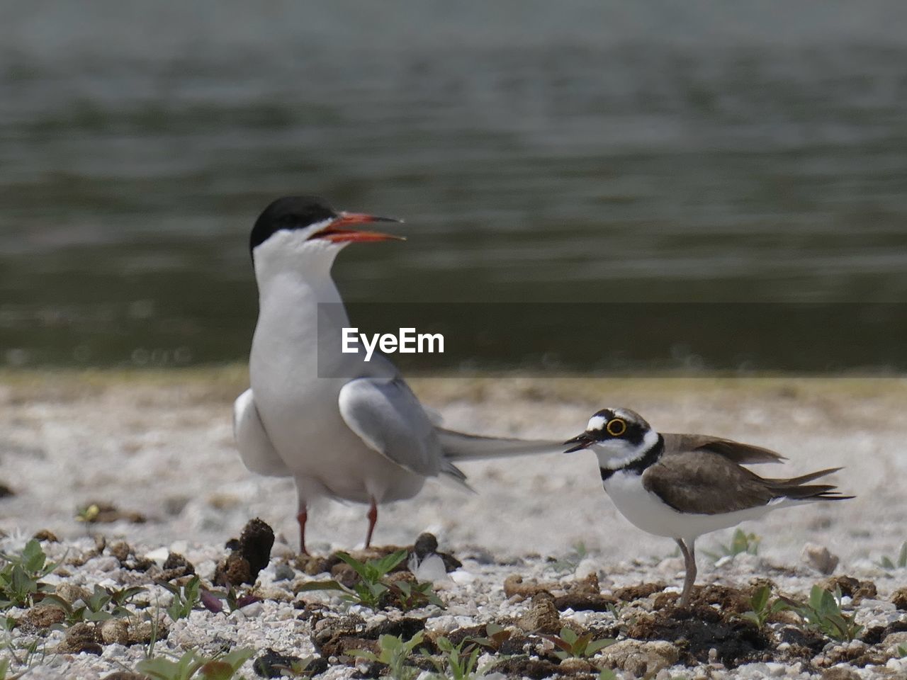 bird, animal themes, animal wildlife, animal, wildlife, group of animals, water, nature, two animals, no people, seabird, beach, beak, sandpiper, land, sea, gull, day, outdoors, side view, focus on foreground, full length