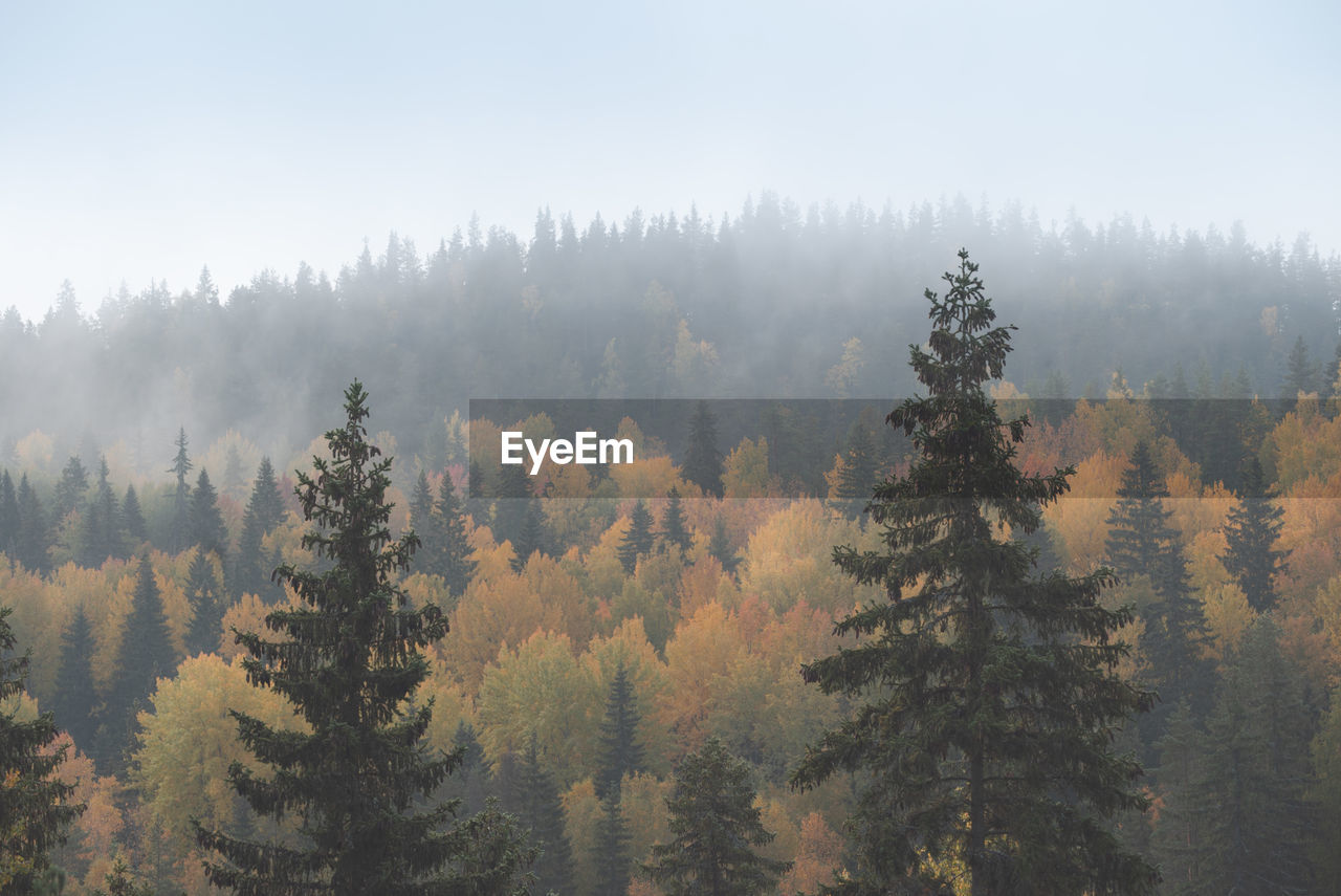 Hues of autumn in a beautiful mixed misty forest. air perspective.