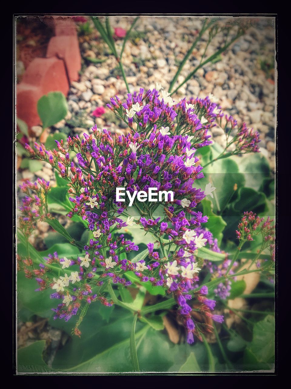 CLOSE-UP OF PURPLE FLOWERS PLANT