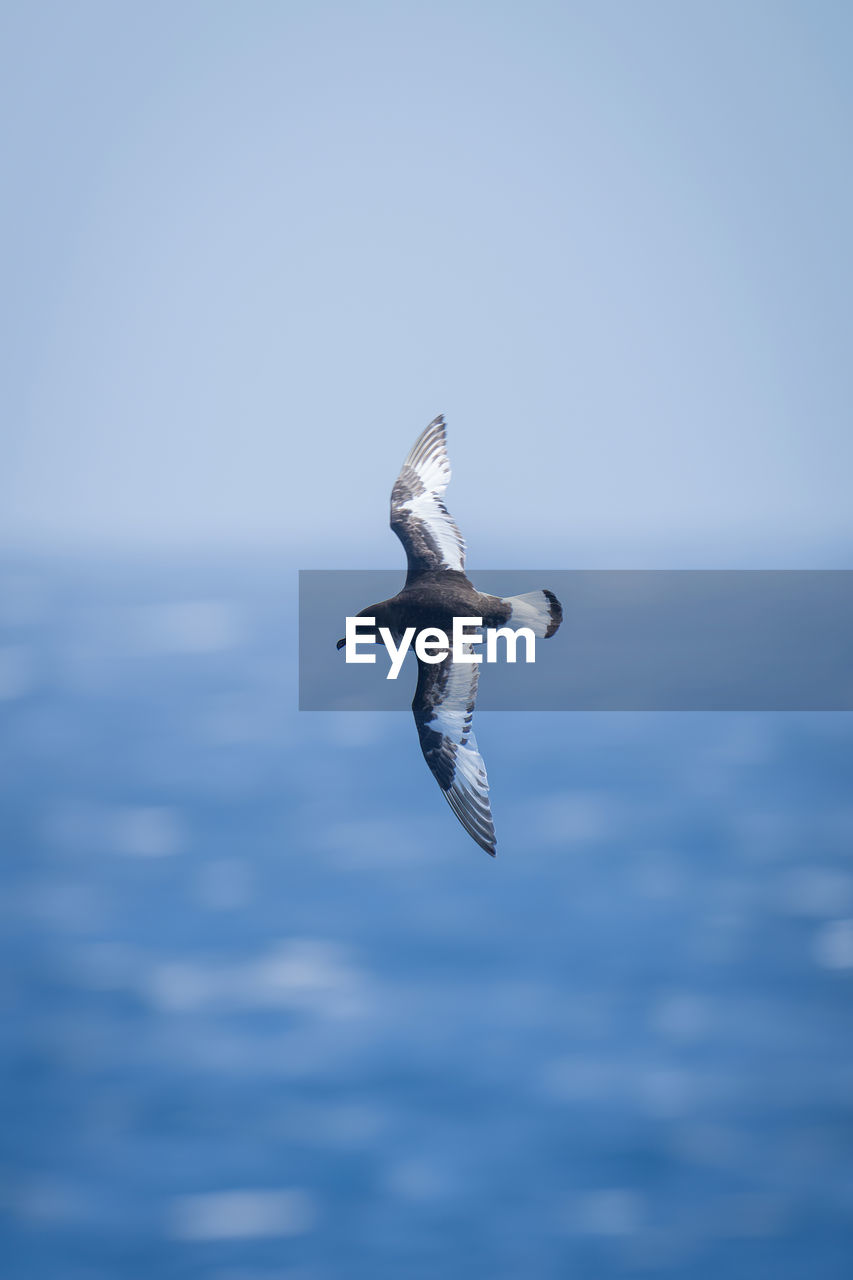 animal themes, animal wildlife, animal, wildlife, flying, bird, one animal, gull, sky, water, seabird, sea, spread wings, blue, nature, mid-air, no people, wing, motion, seagull, animal body part, day, copy space, beauty in nature, outdoors, cloud, ocean, full length