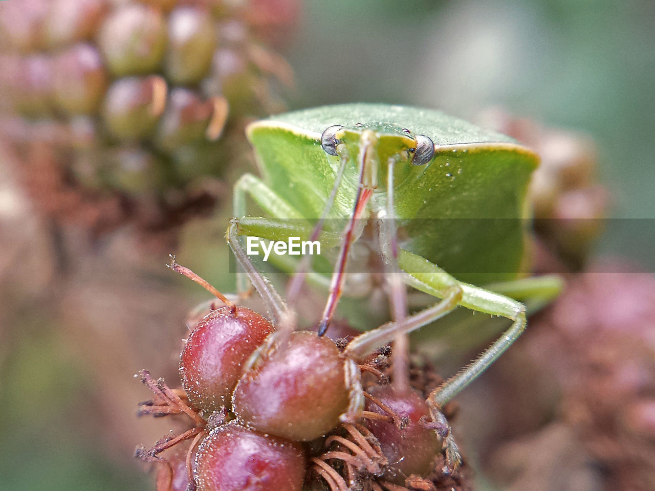 Close-up of insect on leaf