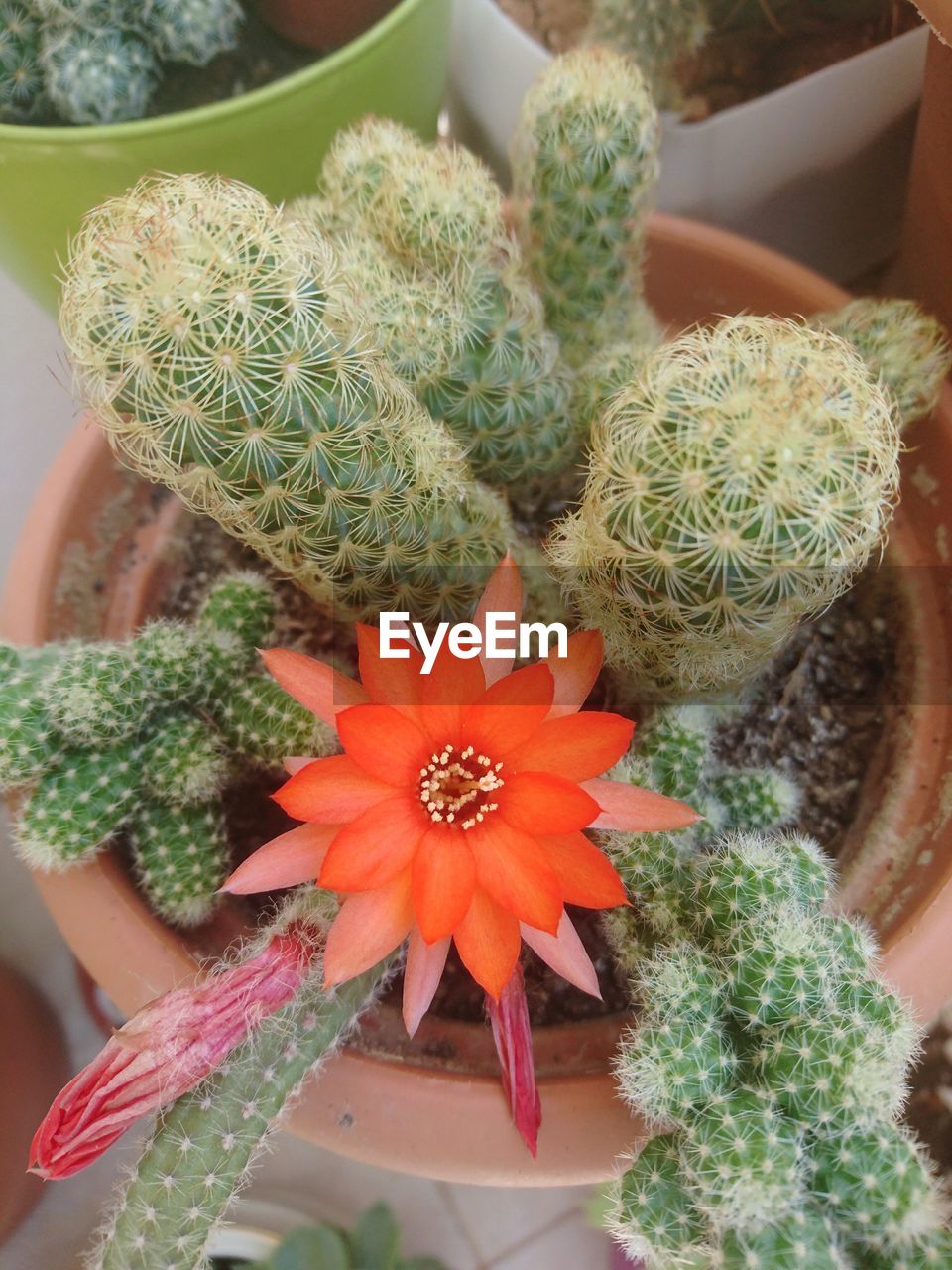 CLOSE-UP OF POTTED CACTUS PLANT