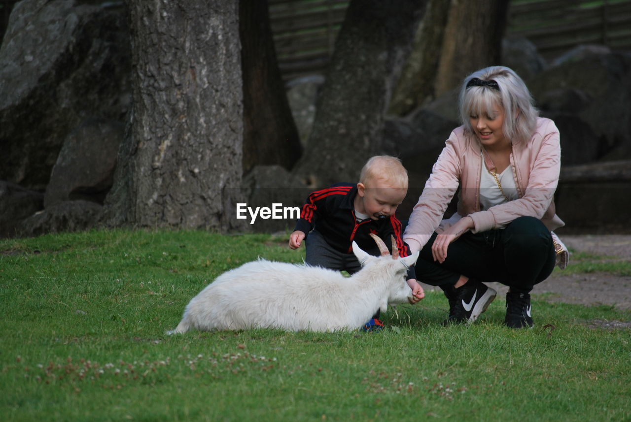 Full length of boy with mother feeding goat in park