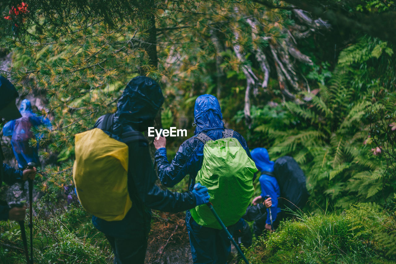 Rear view of hikers hiking in forest during rainy season