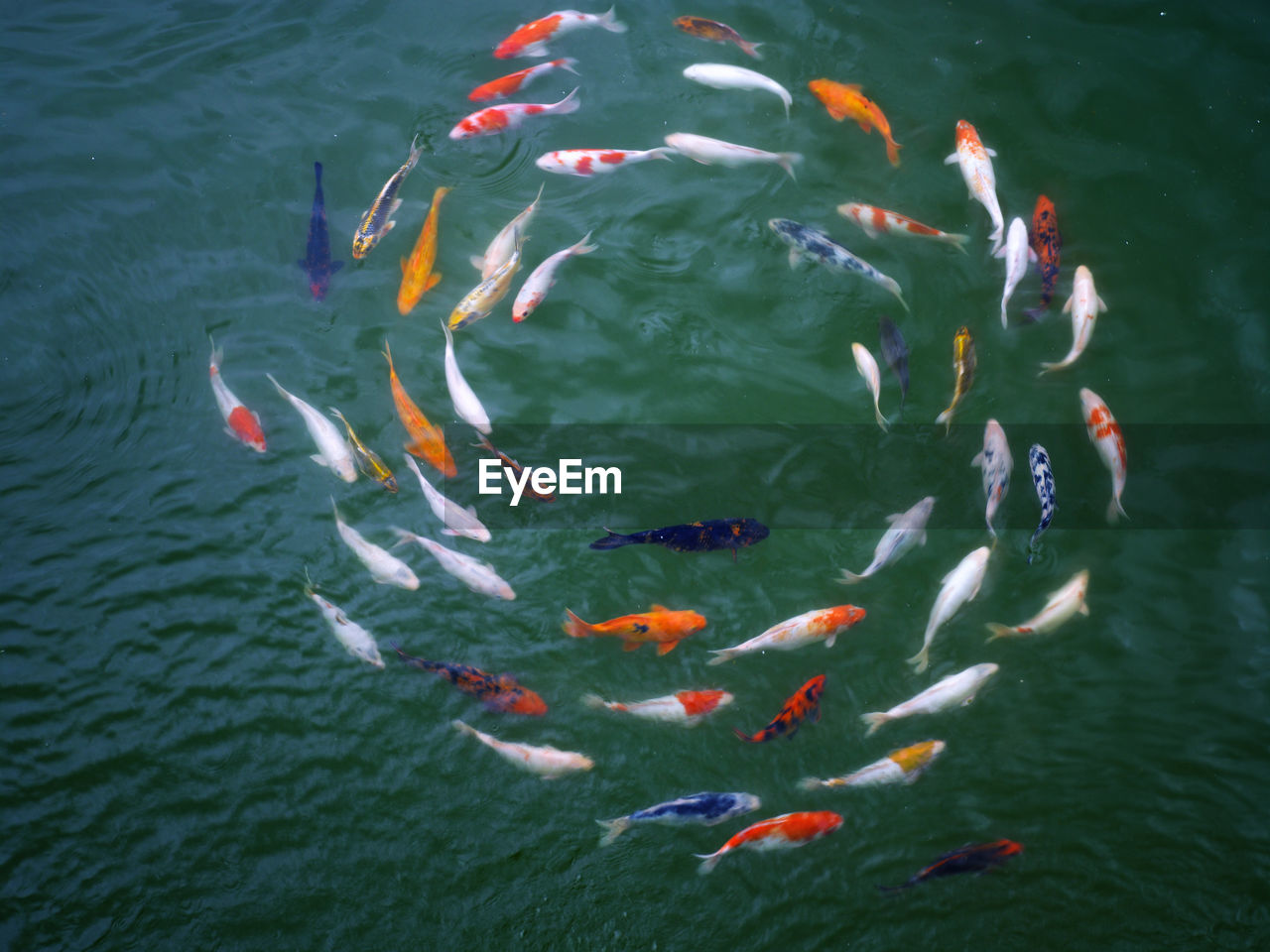 High angle view of koi carps swimming in lake