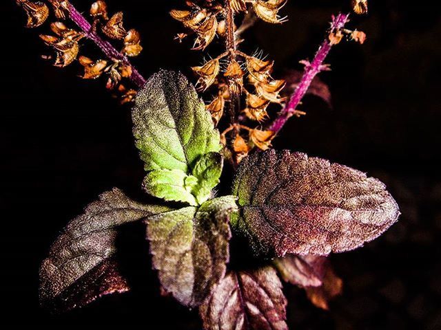 CLOSE-UP OF LEAVES ON PLANT