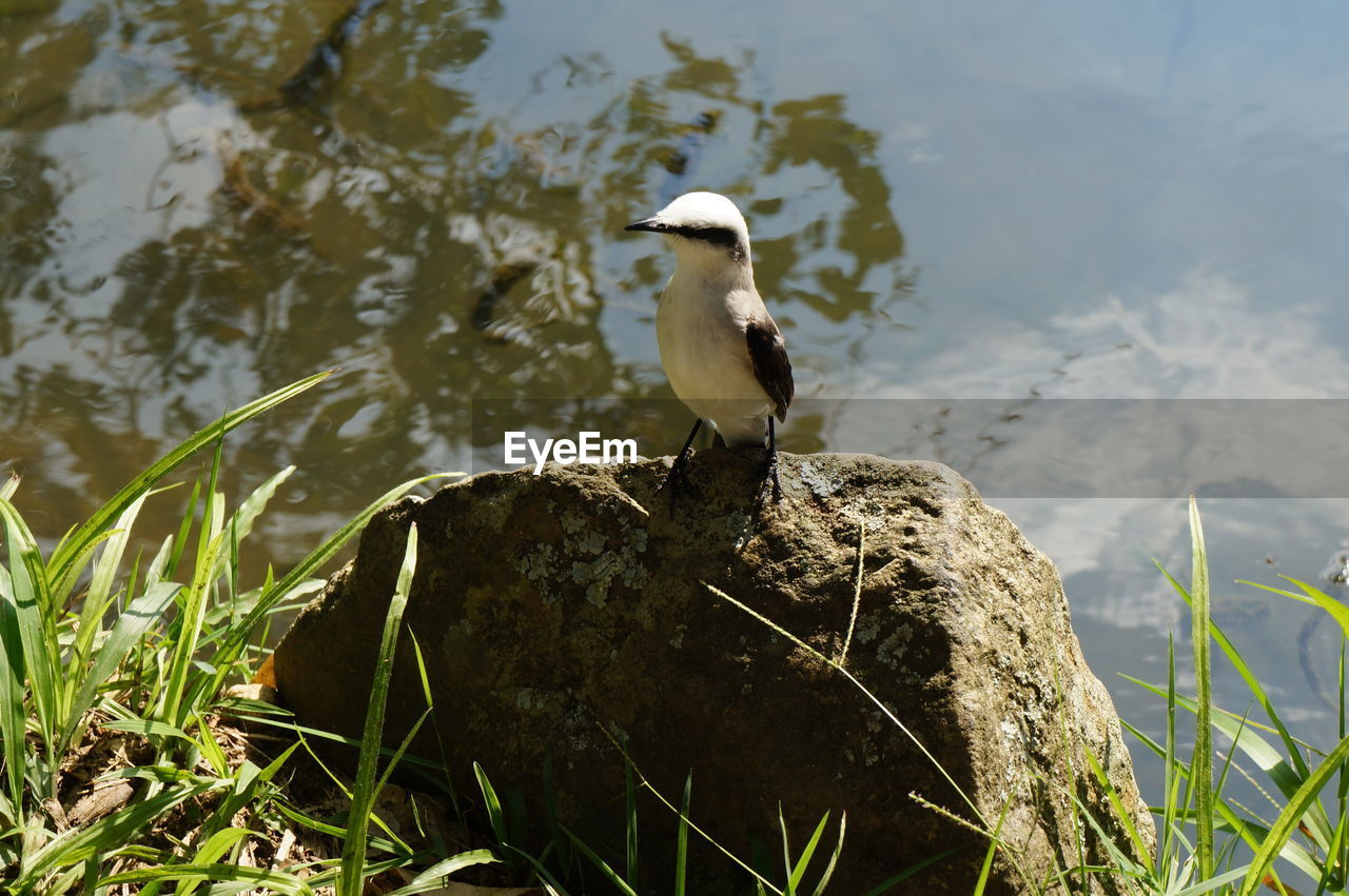 High angle view of bird perching on rock at lakeshore