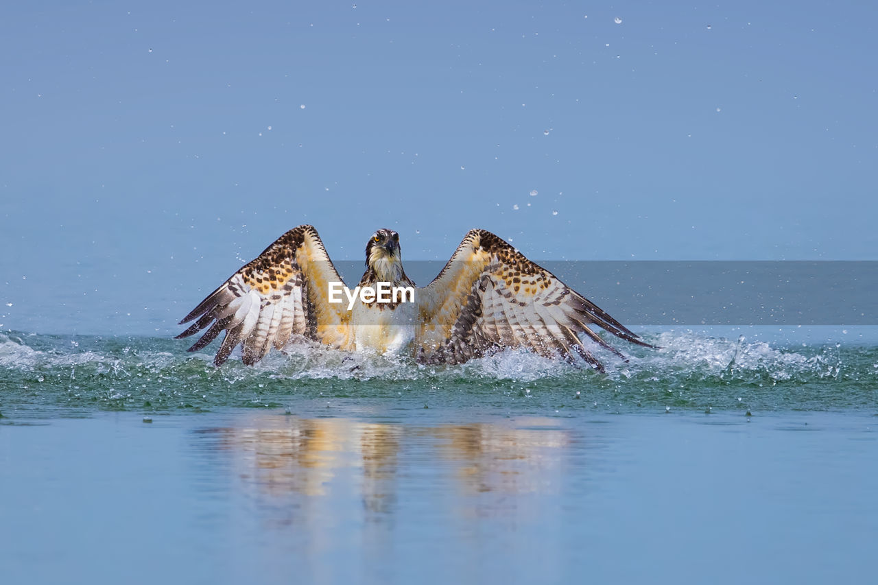 bird, animal wildlife, animal themes, animal, wildlife, water, nature, no people, lake, wing, duck, outdoors, group of animals, two animals, motion