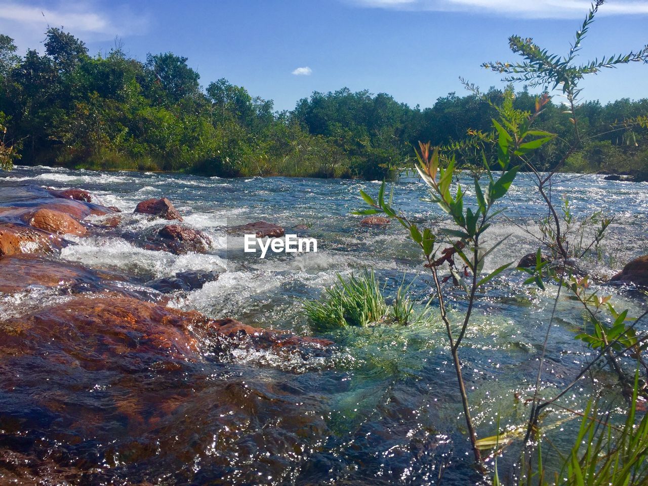 SCENIC VIEW OF RIVER AMIDST TREES AGAINST SKY