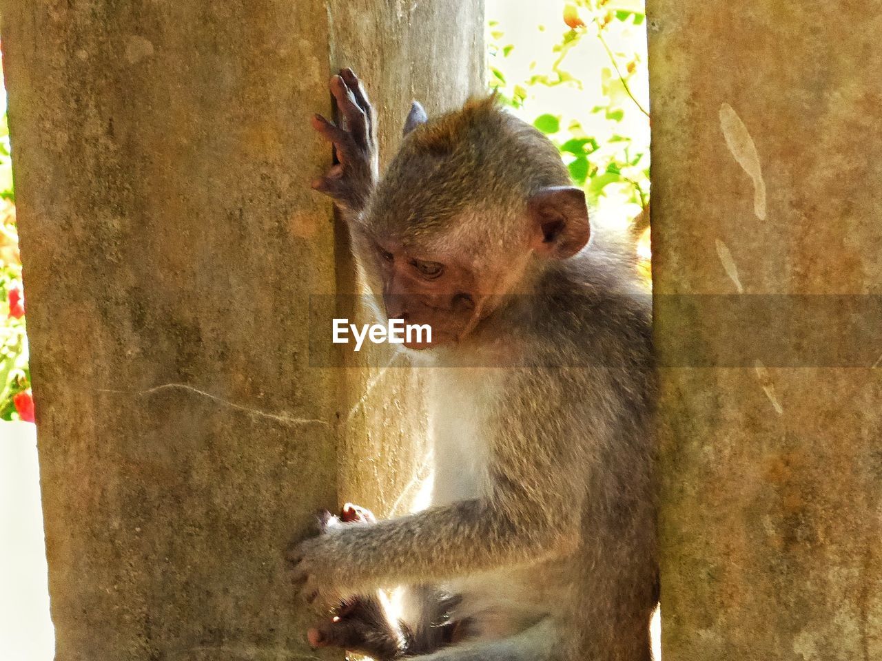 CLOSE-UP OF MONKEY SITTING ON TREE