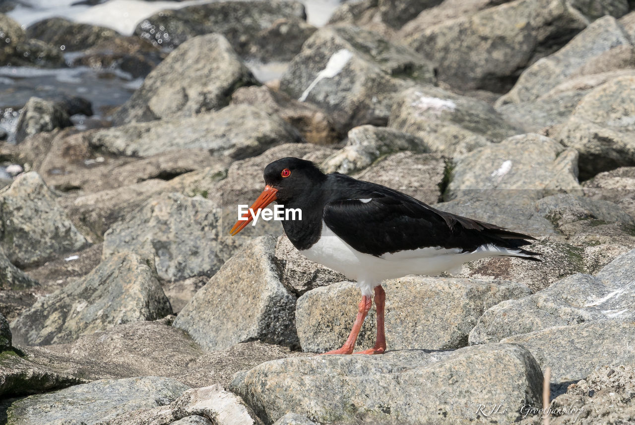 CLOSE-UP OF BLACK BIRD PERCHING ON ROCK