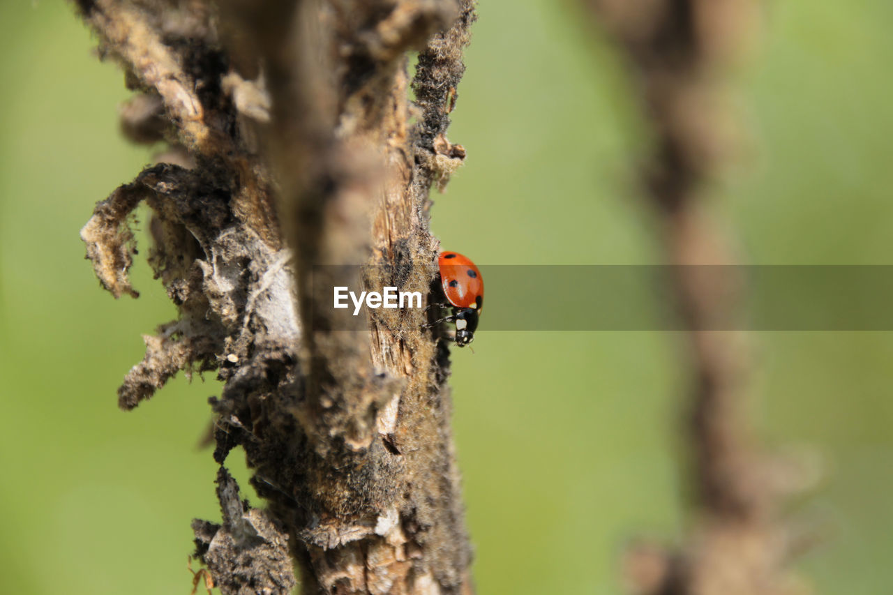 Close-up of ladybug on dry plant