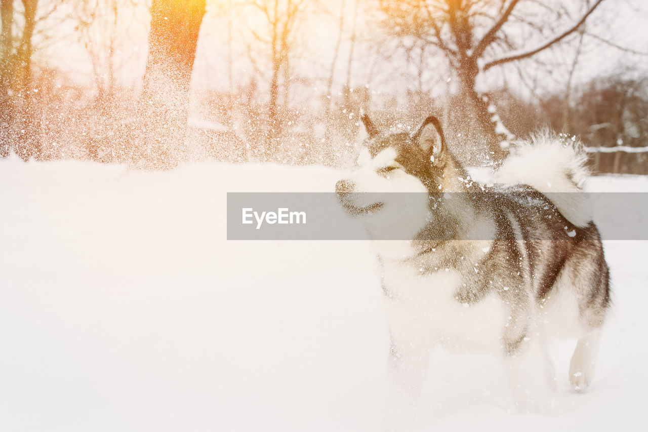 dog standing on snow covered field