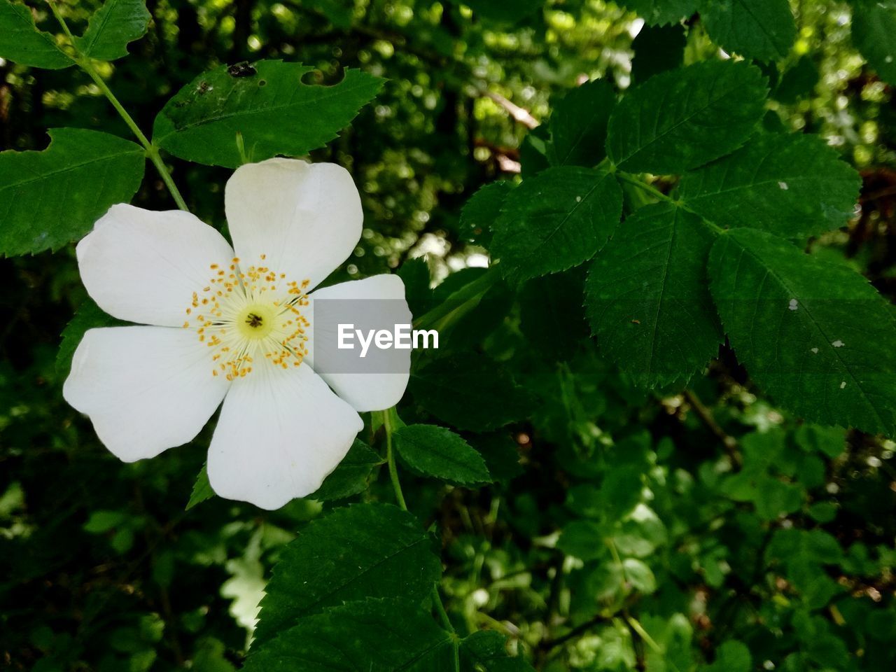 CLOSE-UP OF WHITE FLOWER BLOOMING IN PLANT