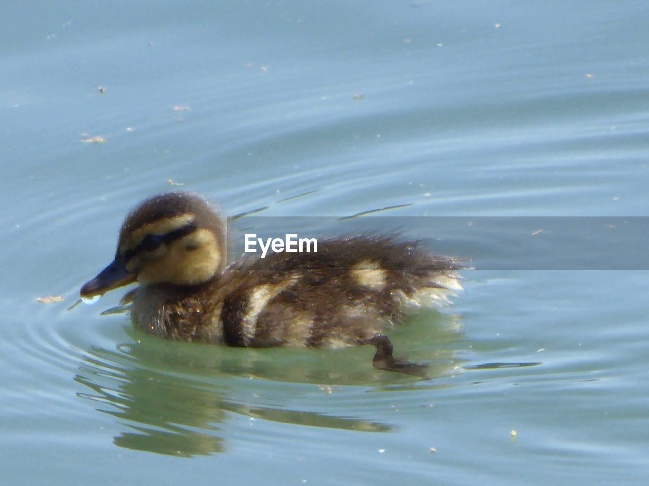 VIEW OF A DUCK IN LAKE