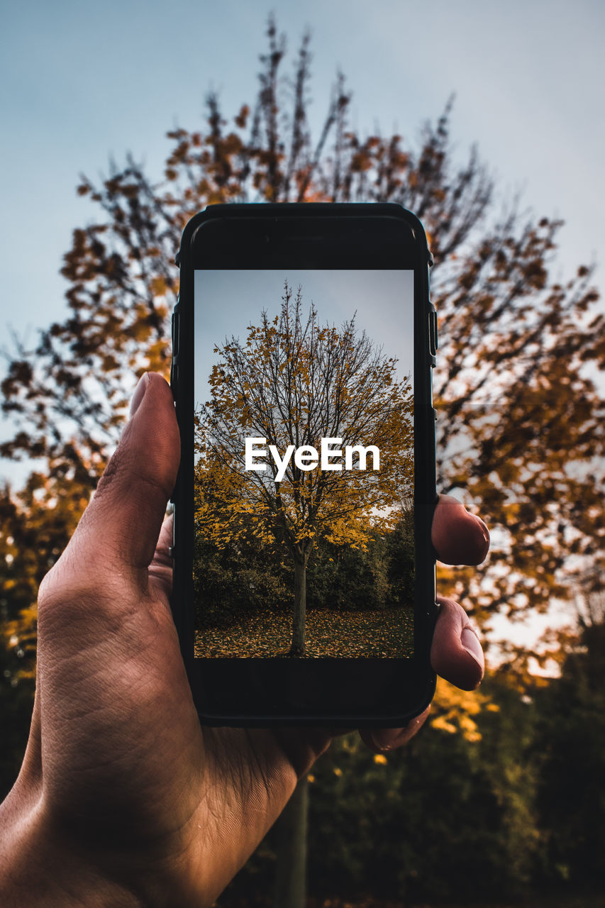 Low angle view of cropped hand holding smart phone with tree on device screen