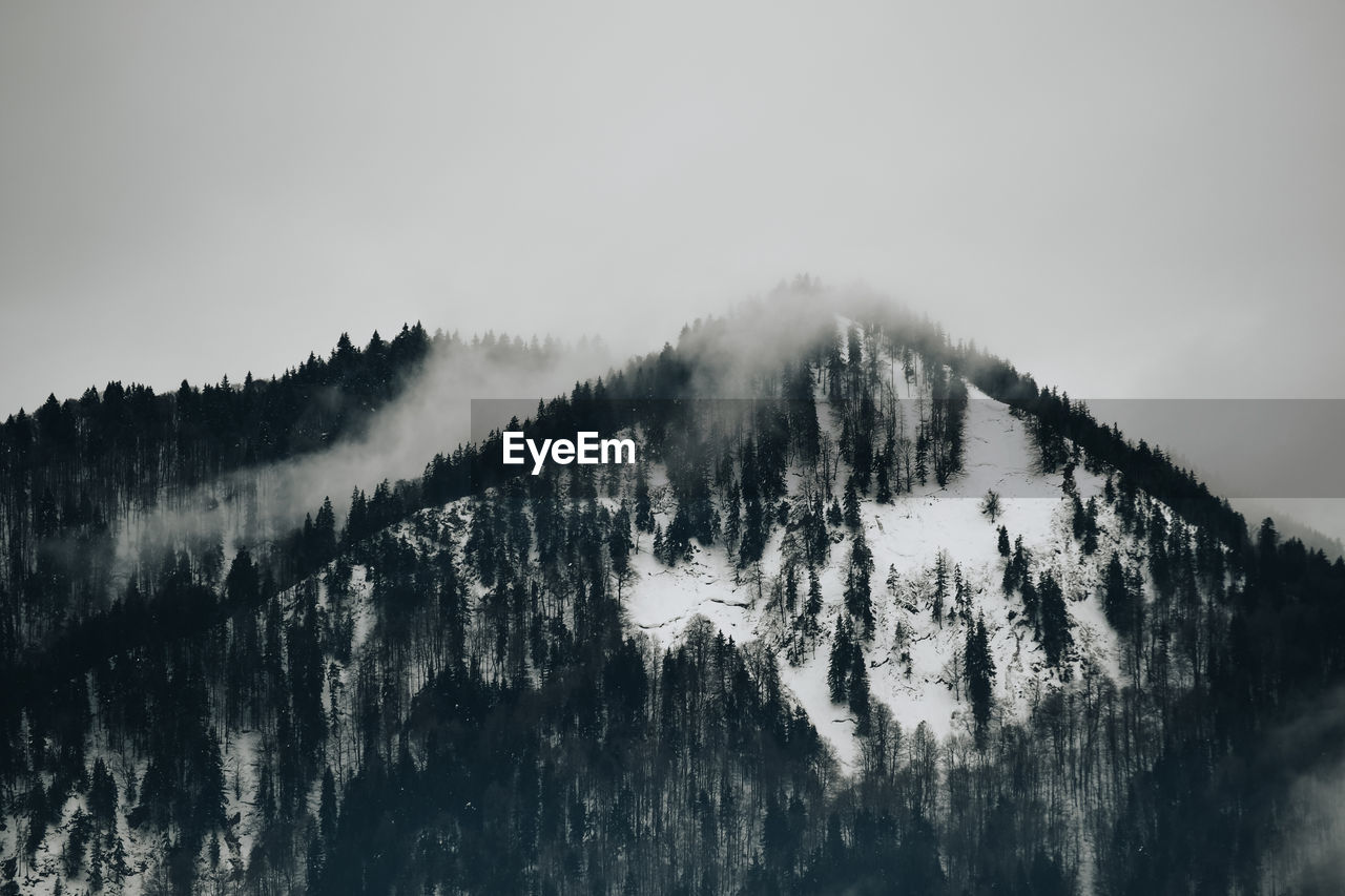 Panoramic view of pine trees against sky during winter