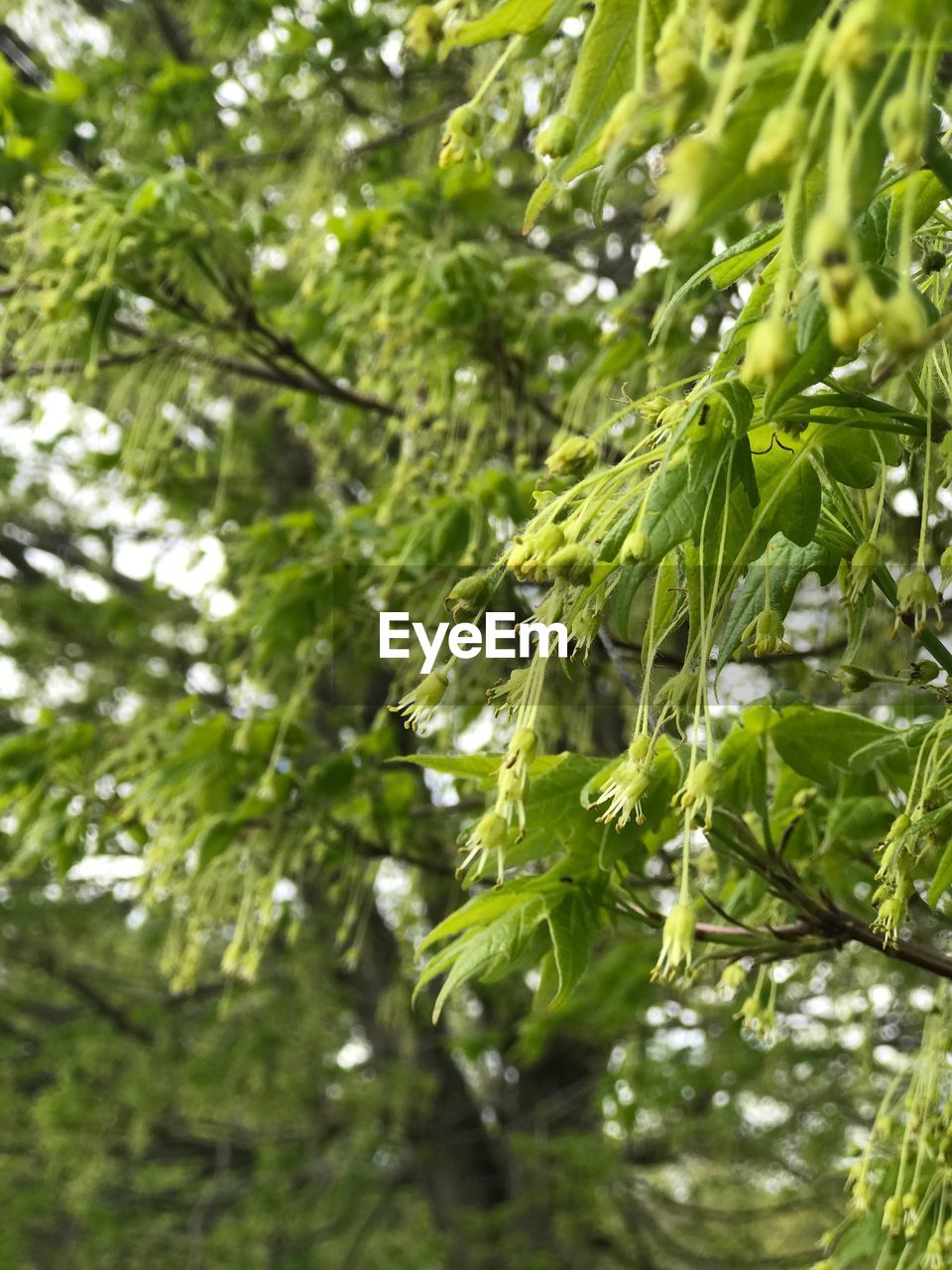 CLOSE-UP OF GREEN LEAVES ON TREE