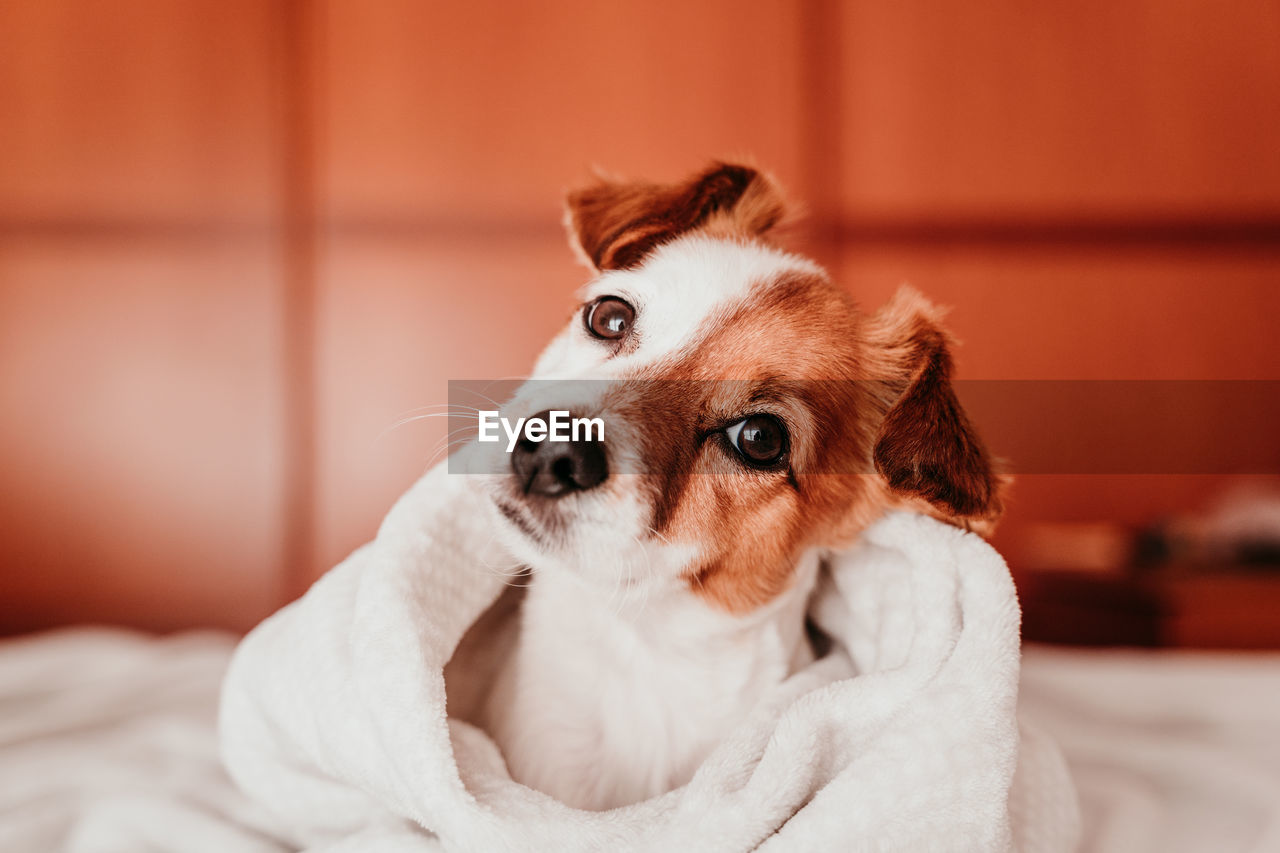 Close-up portrait of dog on bed