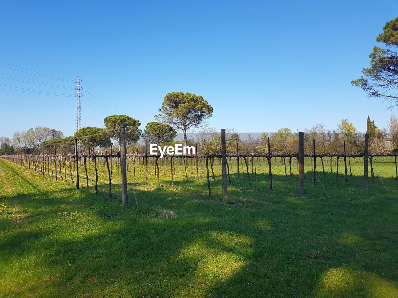 SCENIC VIEW OF FIELD AGAINST CLEAR SKY