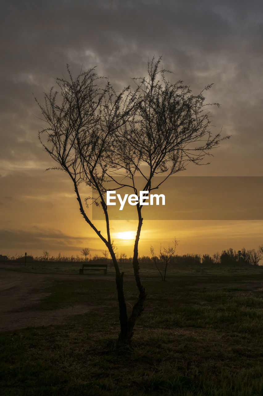 Silhouette bare tree on field against sunset sky