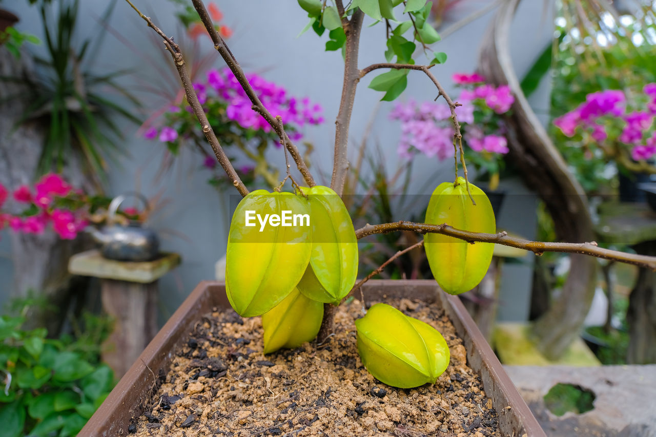 CLOSE-UP OF POTTED PLANT HANGING FROM FLOWER