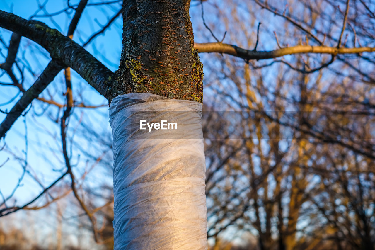 low angle view of tree trunk