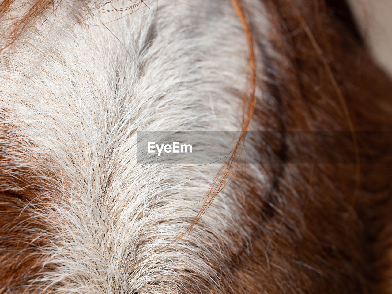 Close-up of horse head.  white stain on brown horse head