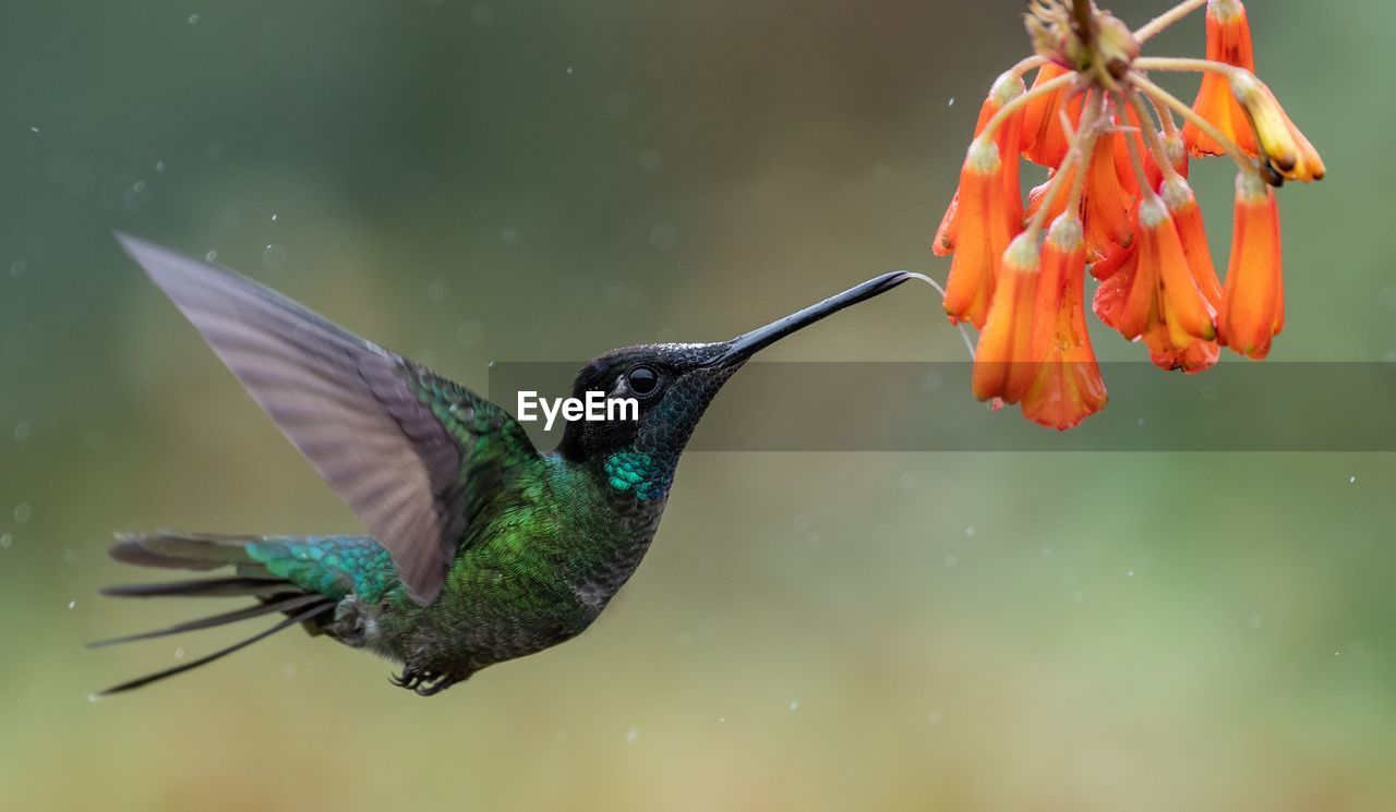 Close-up of hummingbird flying by orange flowers 