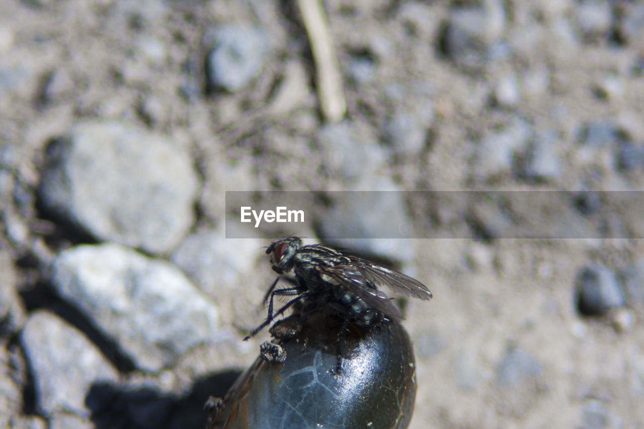 CLOSE-UP OF INSECT ON PLANT