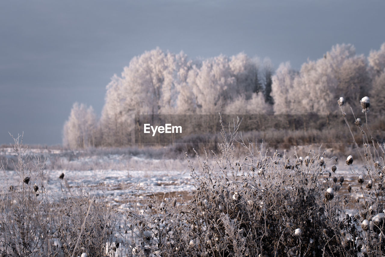 Scenic view of field with white trees in winter against sky