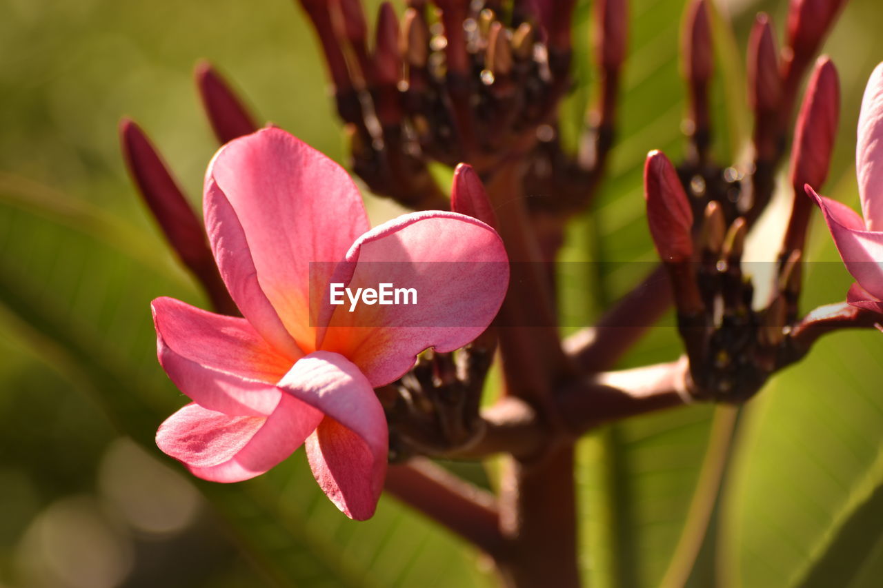 CLOSE-UP OF FLOWER BLOOMING