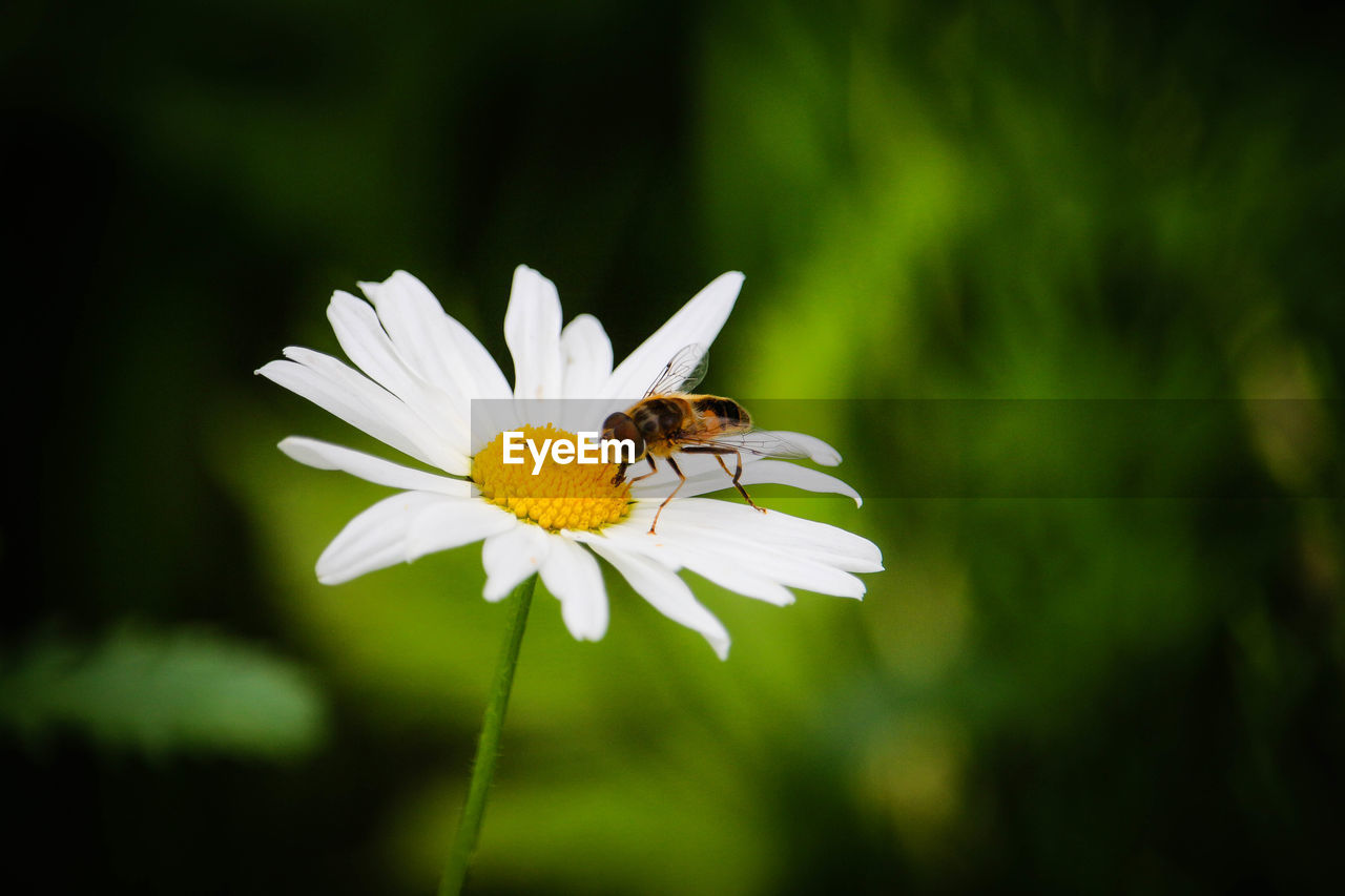 CLOSE-UP OF HONEY BEE ON FLOWER